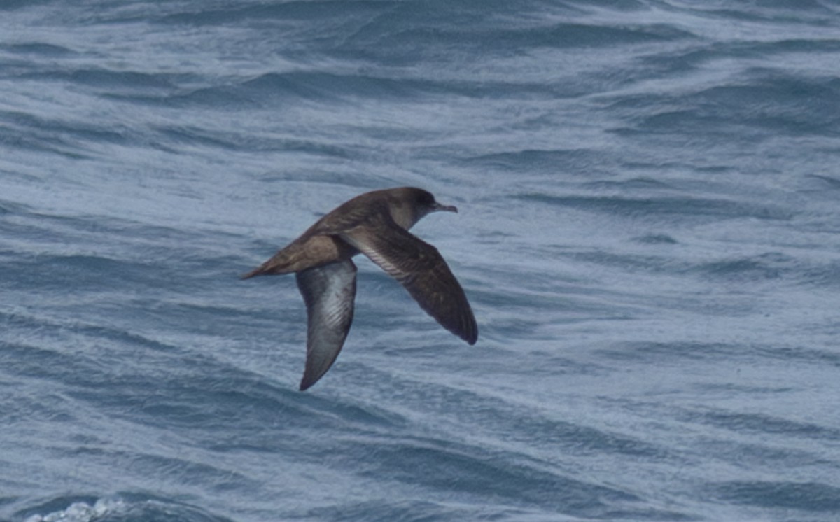 Sooty Shearwater - Pedro Nicolau