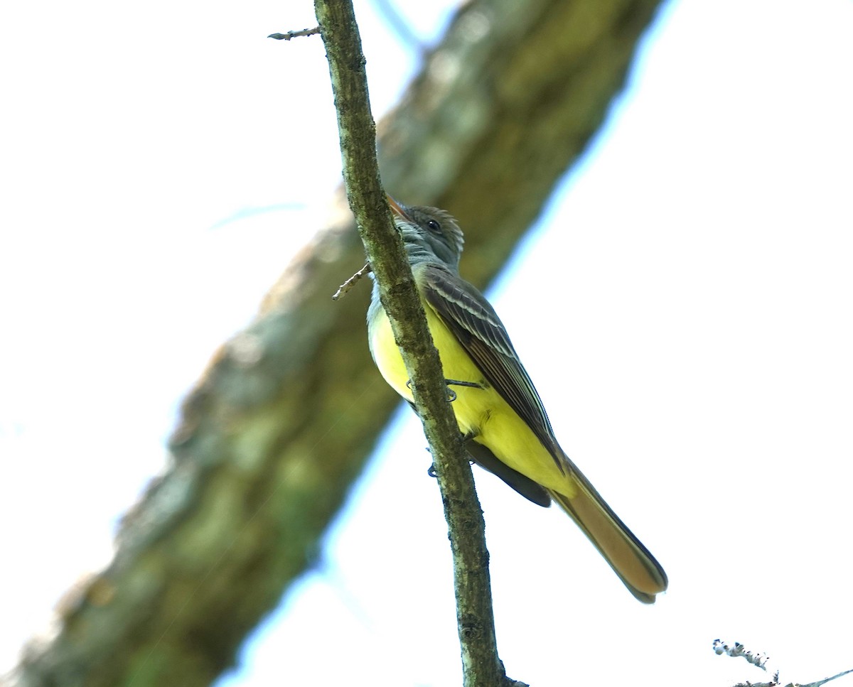 Great Crested Flycatcher - ML620030163