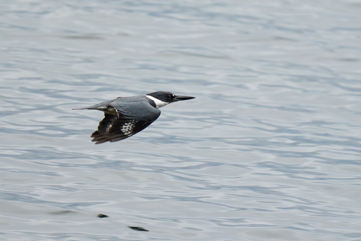 Belted Kingfisher - ML620030164