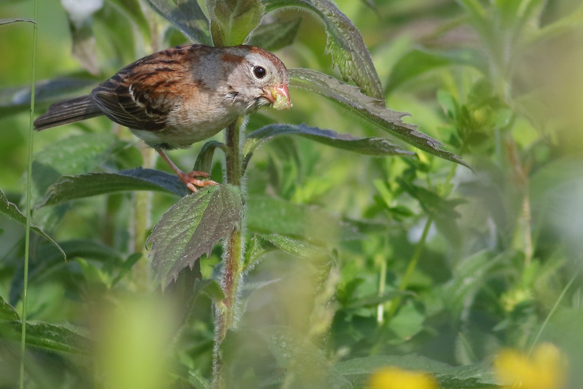 Field Sparrow - ML620030201