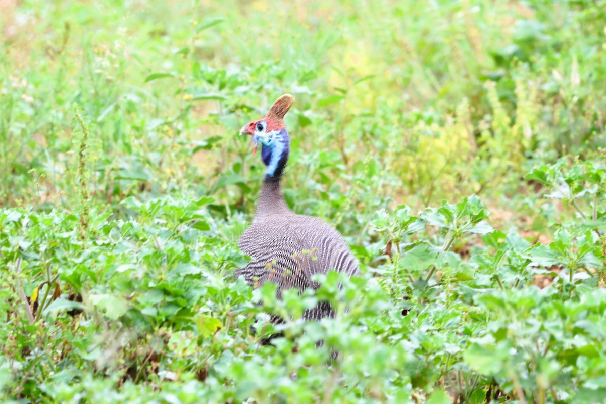 Helmeted Guineafowl - ML620030202