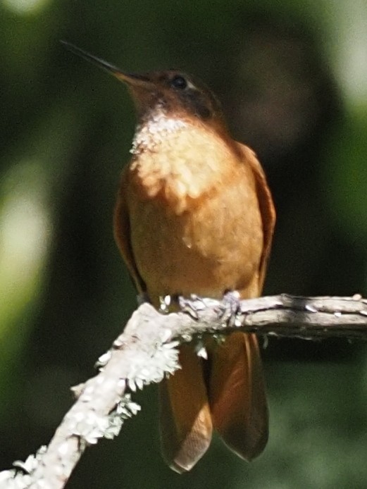 kolibřík duhovohřbetý - ML620030208
