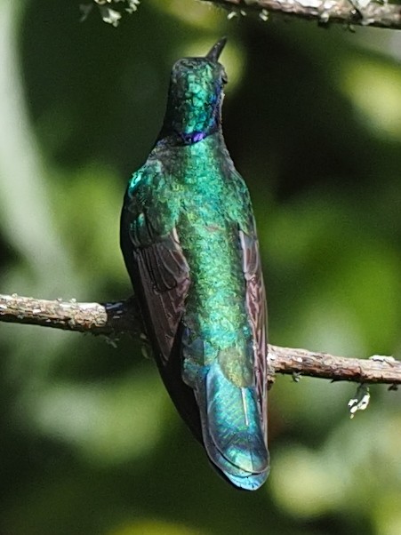 kolibřík modrolící - ML620030211