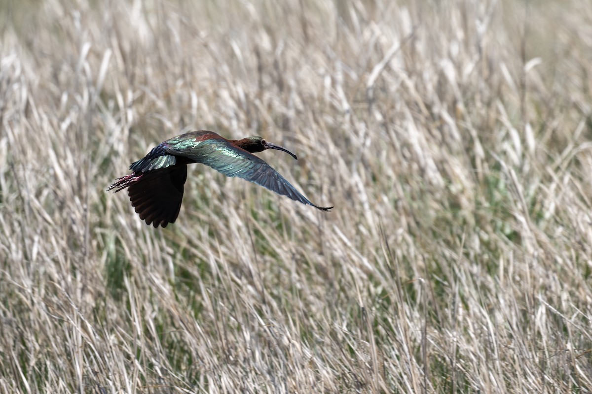 White-faced Ibis - ML620030216