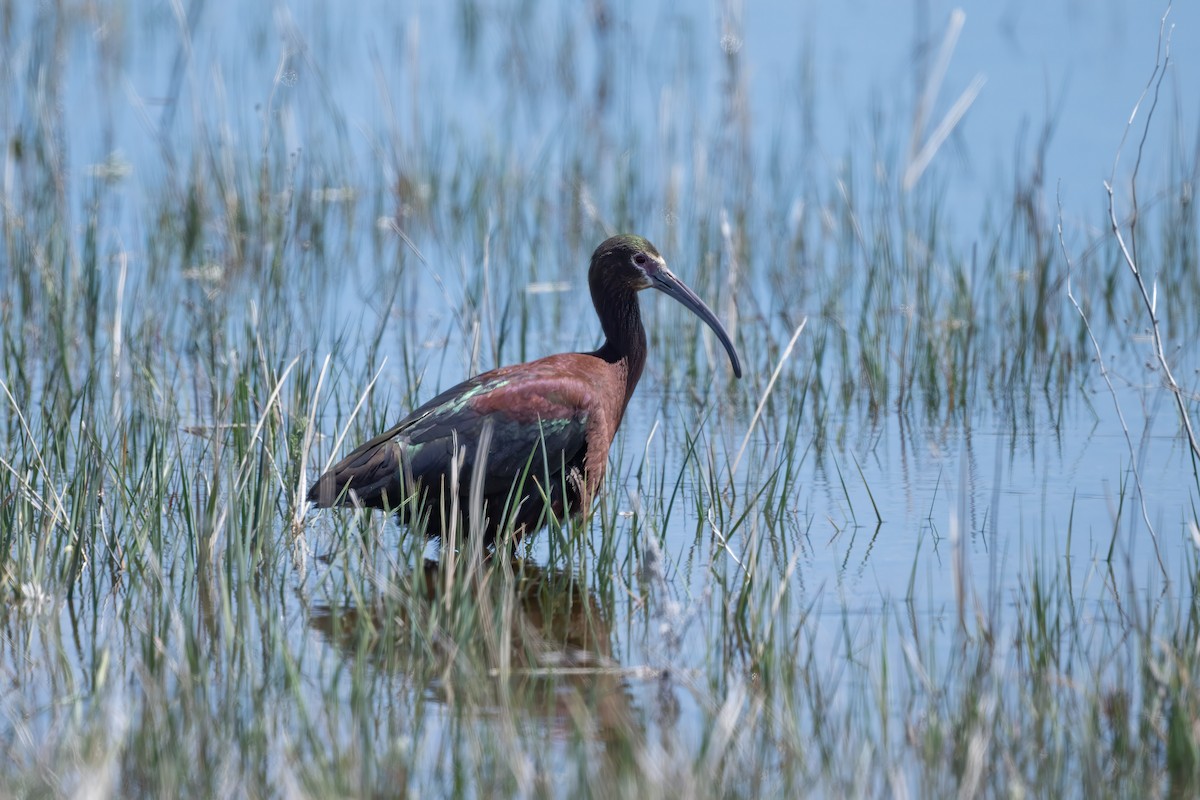 White-faced Ibis - ML620030217