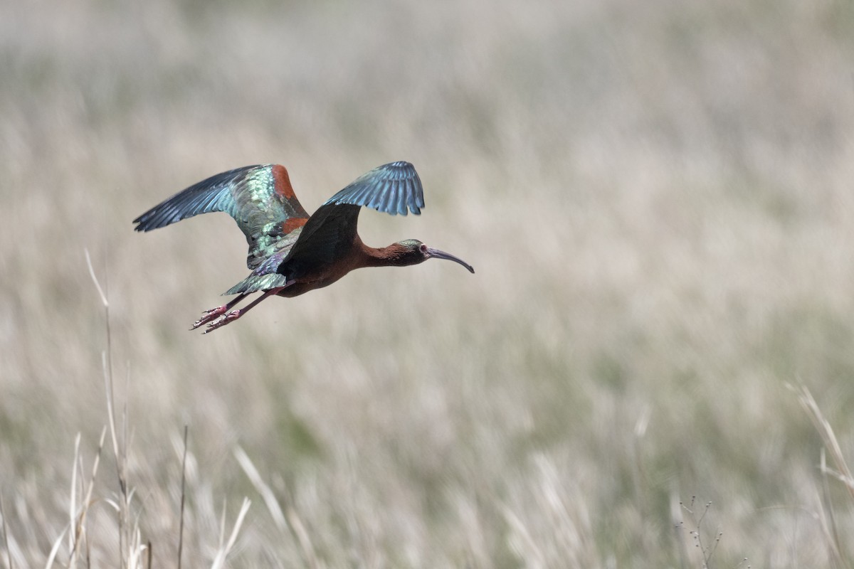 White-faced Ibis - ML620030218