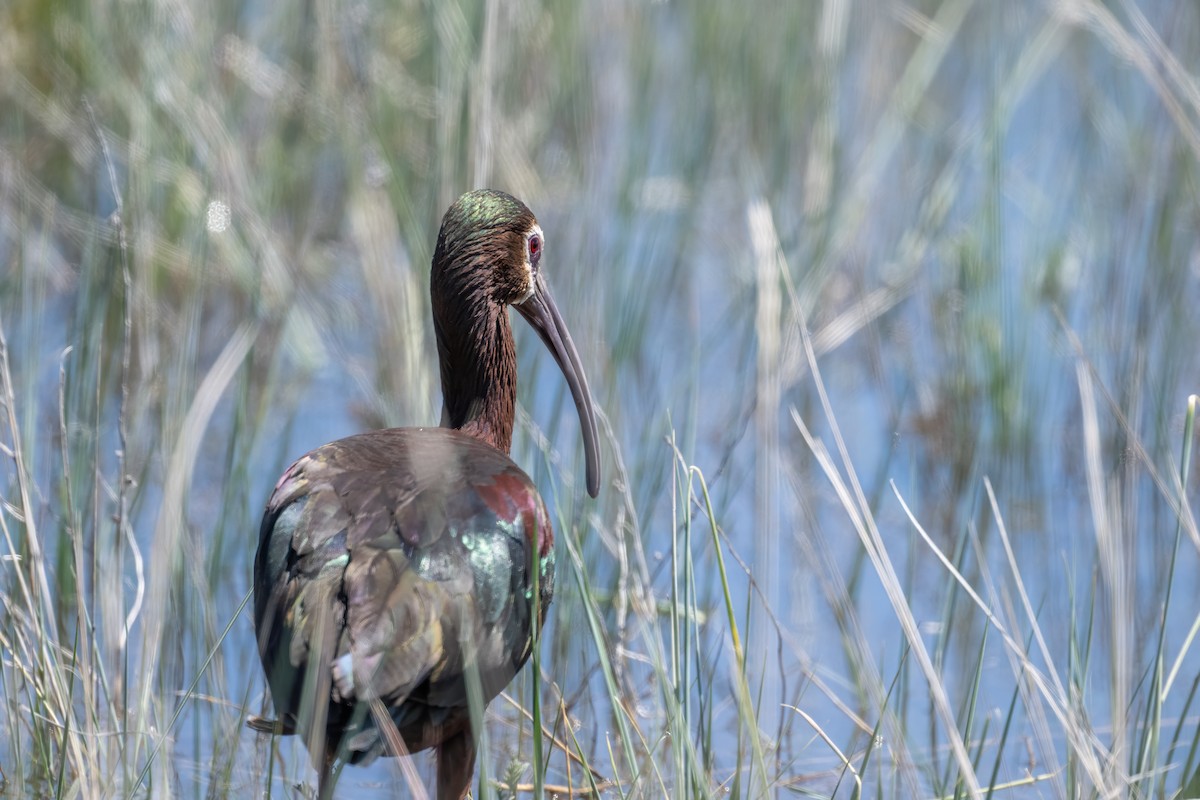 White-faced Ibis - ML620030219