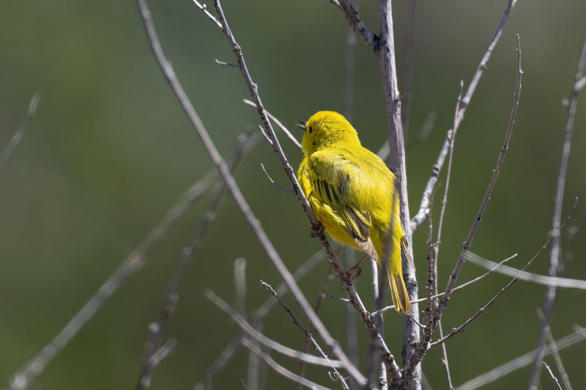 Yellow Warbler - ML620030226