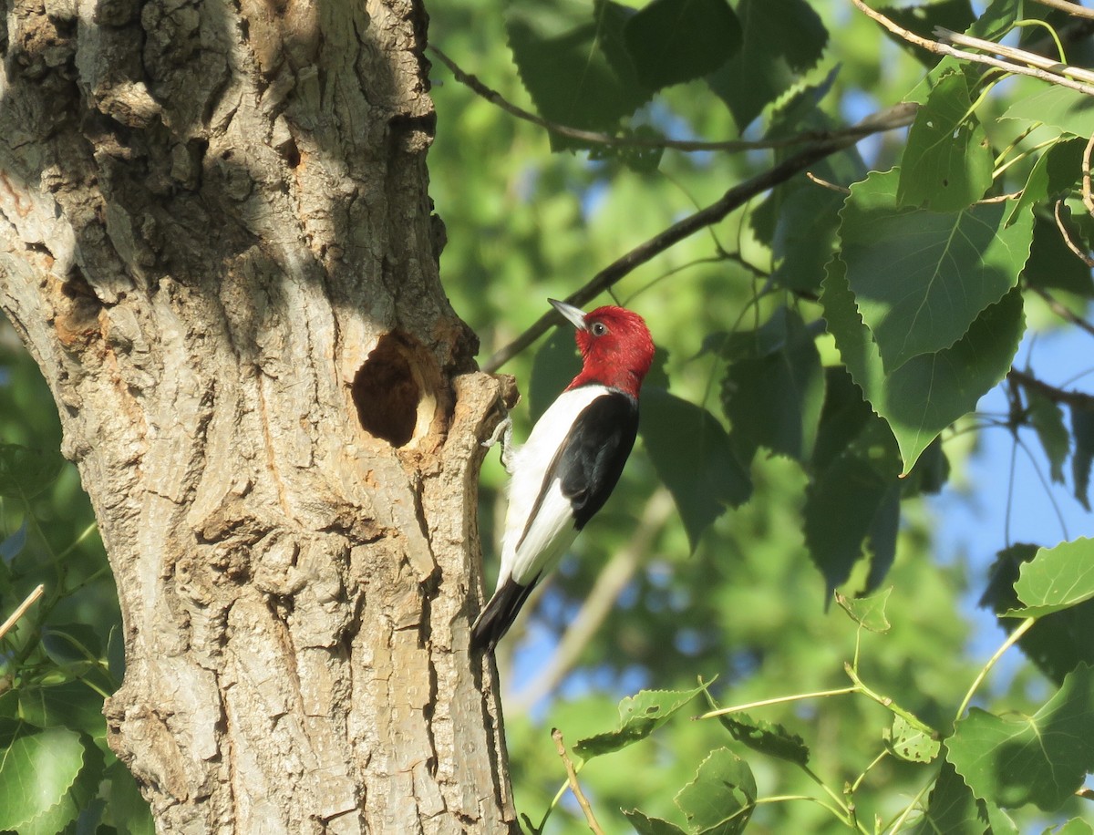 Red-headed Woodpecker - ML620030234