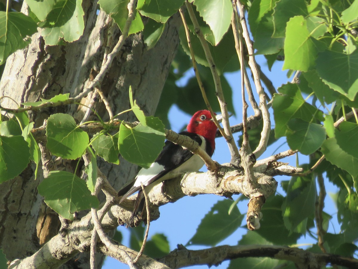 Red-headed Woodpecker - ML620030235