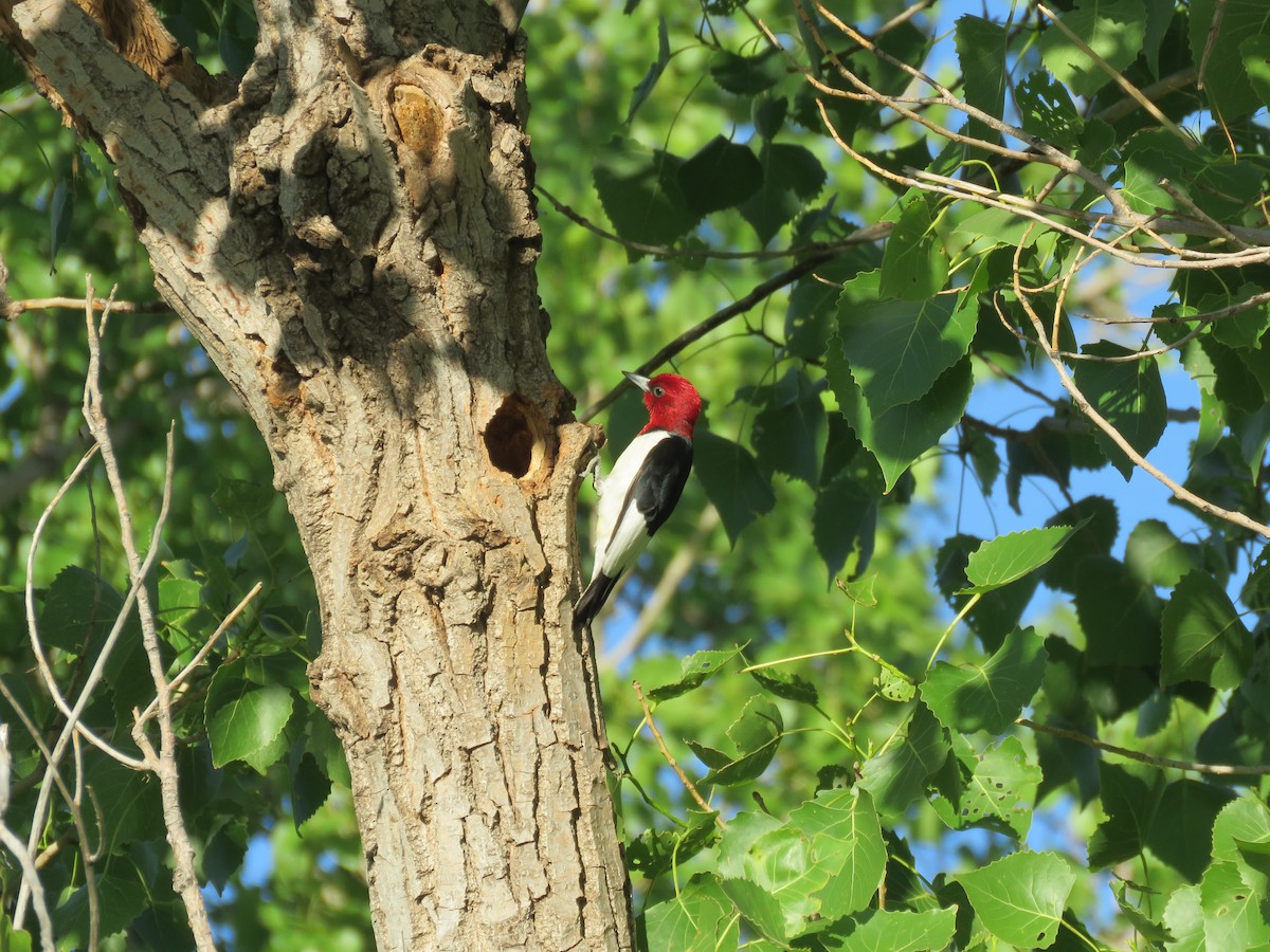 Red-headed Woodpecker - ML620030236