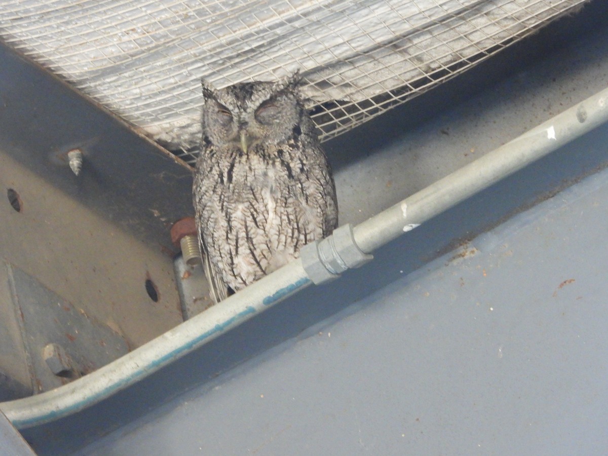 Eastern Screech-Owl - ML620030237