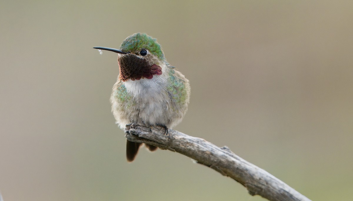 Broad-tailed Hummingbird - ML620030243