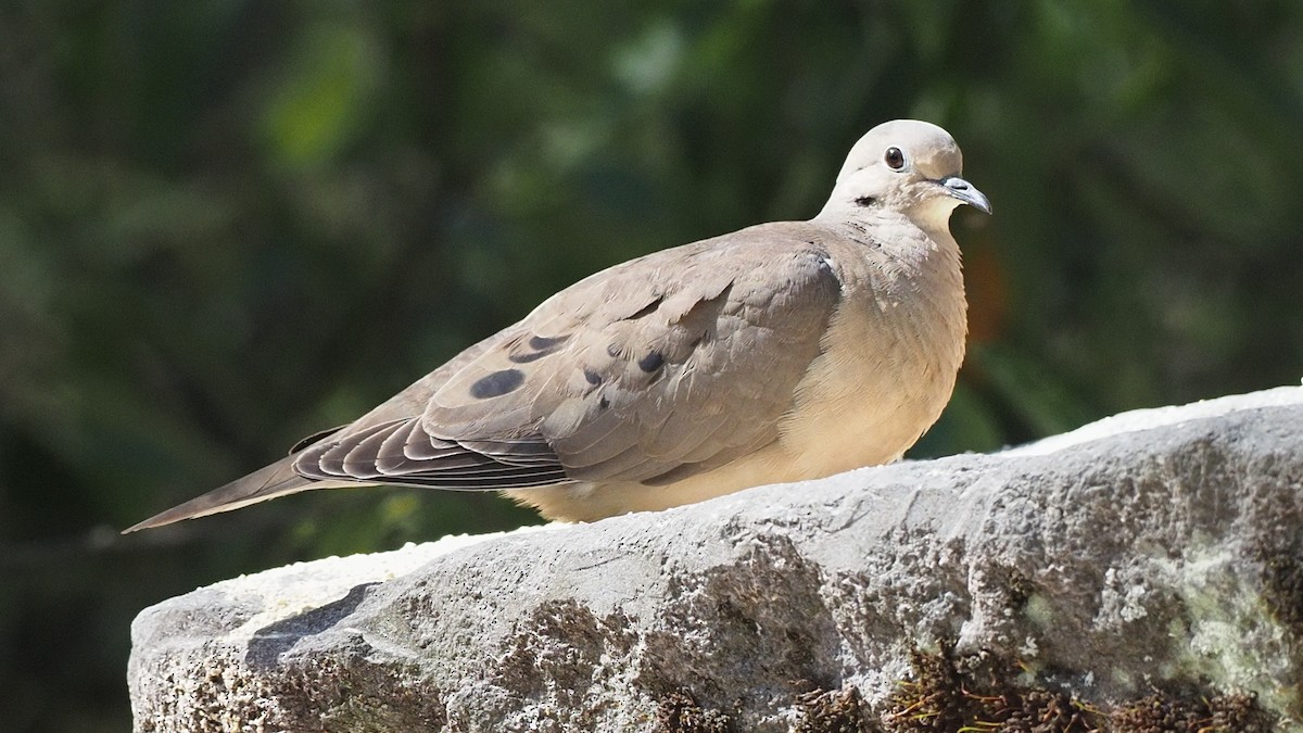 Eared Dove - ML620030250