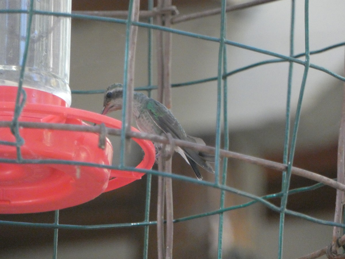 Broad-billed Hummingbird - ML620030266