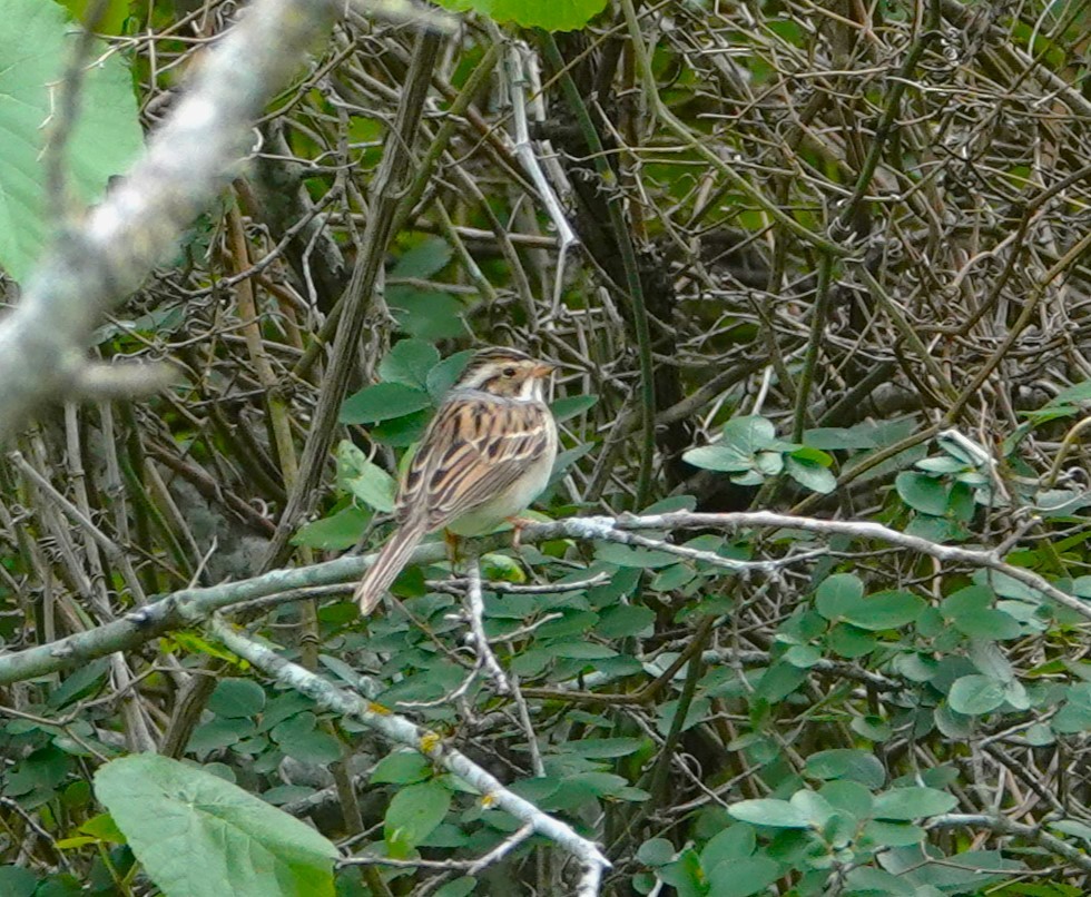 Clay-colored Sparrow - ML620030272