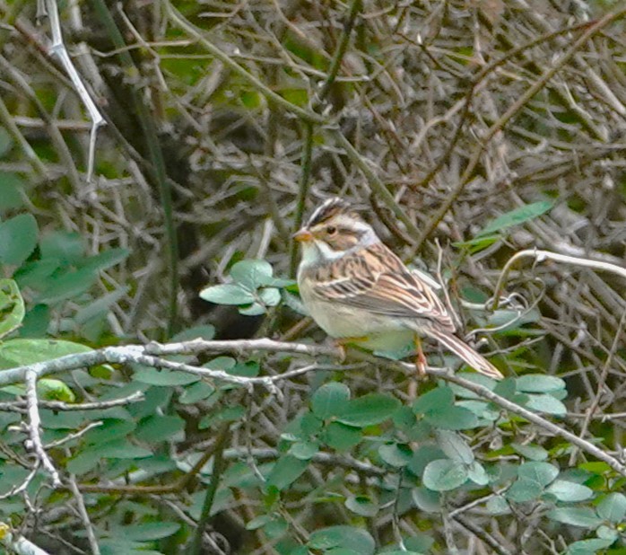 Clay-colored Sparrow - ML620030280