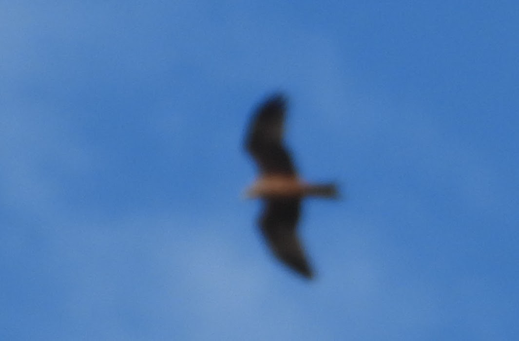 Black Kite - ML620030282