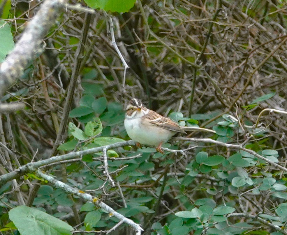 Clay-colored Sparrow - ML620030283