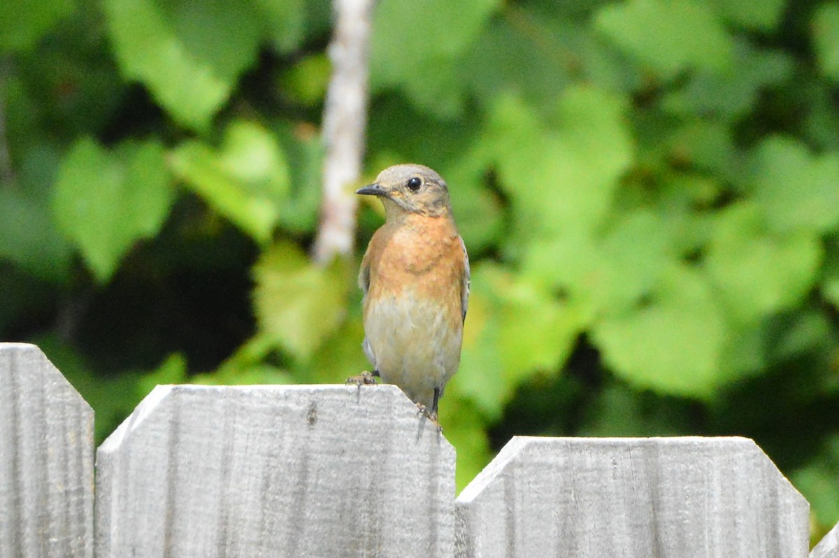 Eastern Bluebird - ML620030292