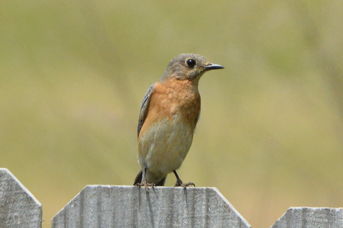 Eastern Bluebird - ML620030293