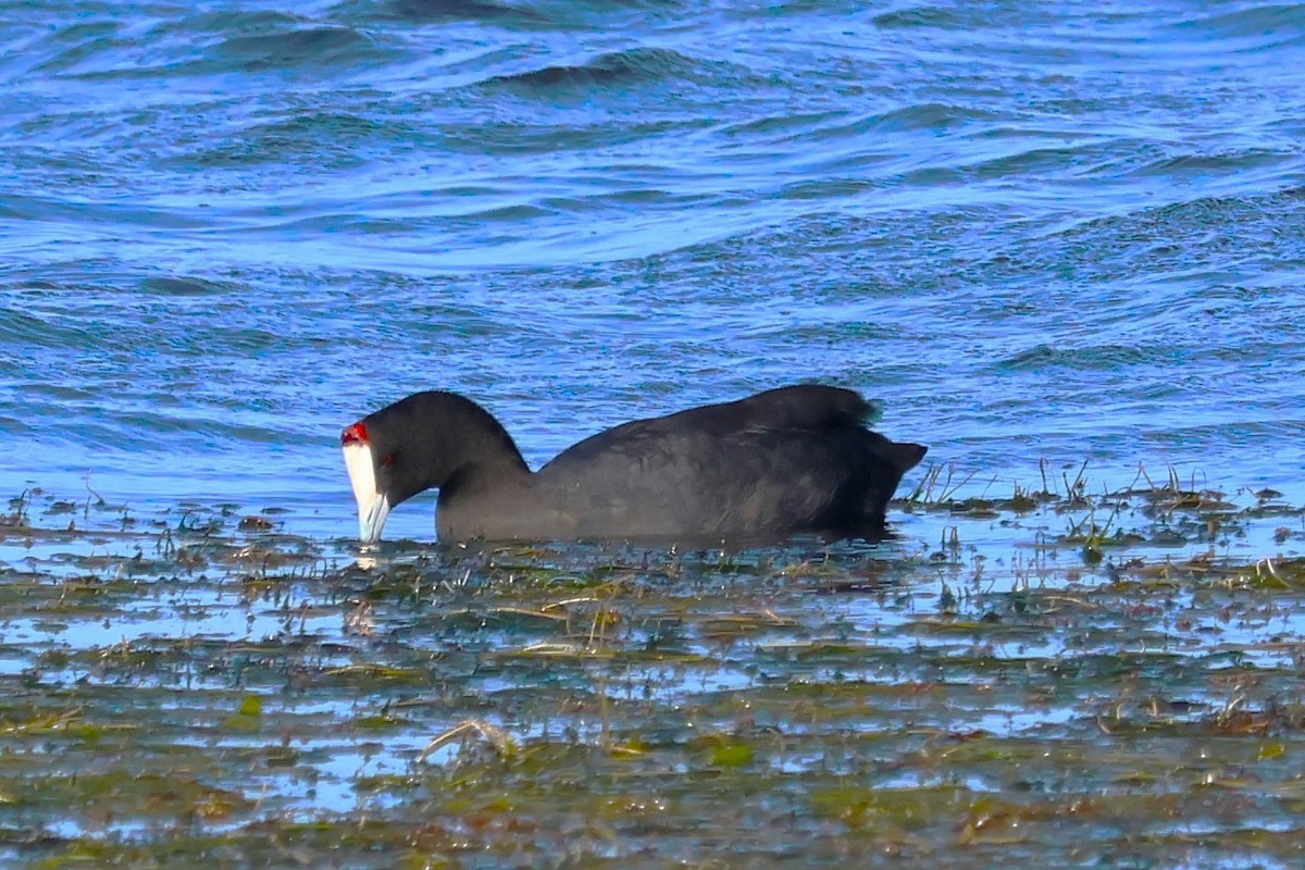 Red-knobbed Coot - ML620030296