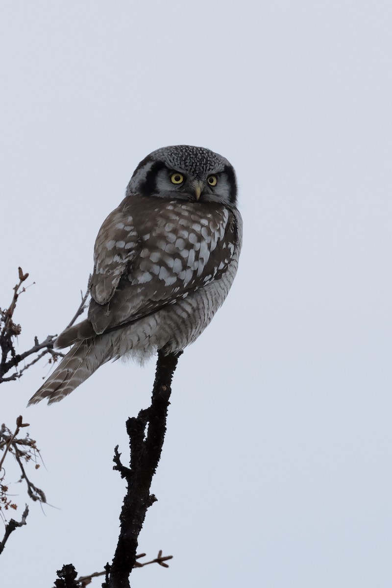 Northern Hawk Owl - ML620030313