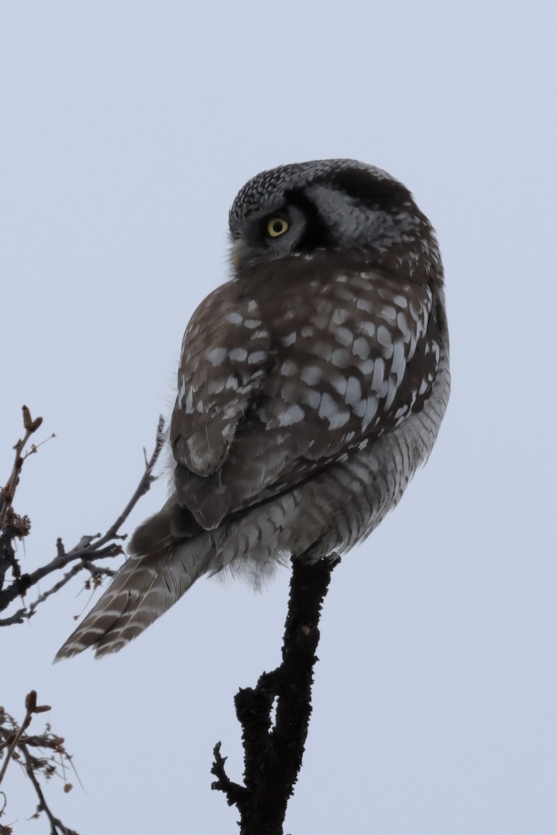 Northern Hawk Owl - ML620030314