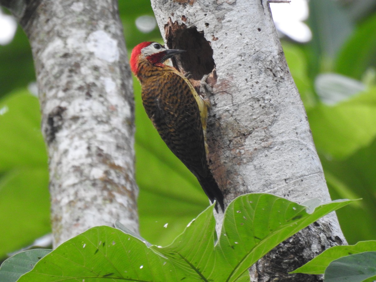 Spot-breasted Woodpecker - ML620030315