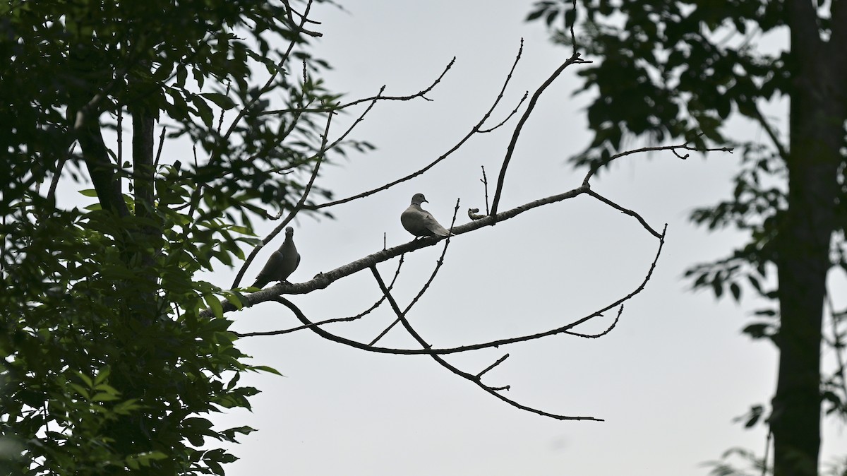 Eurasian Collared-Dove - ML620030317