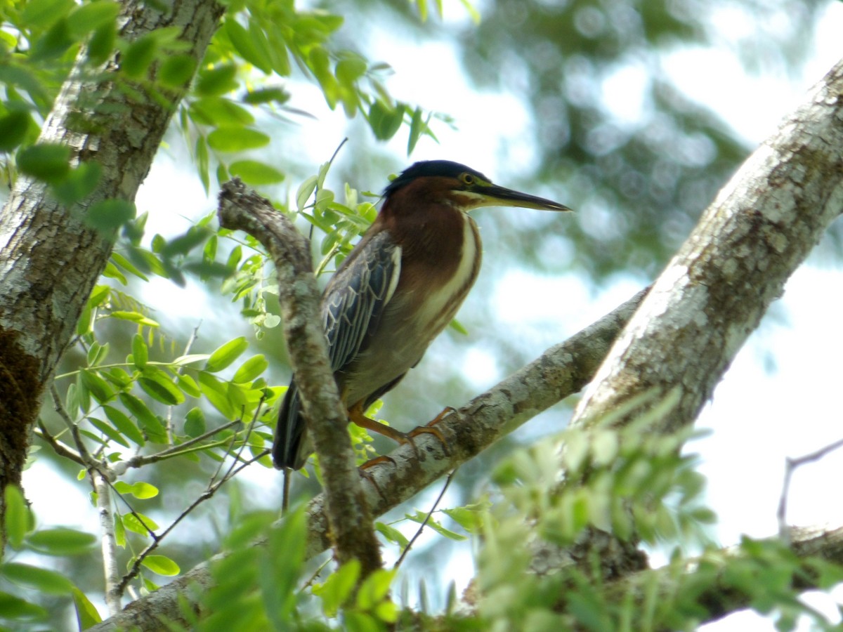 Green Heron - ML620030326