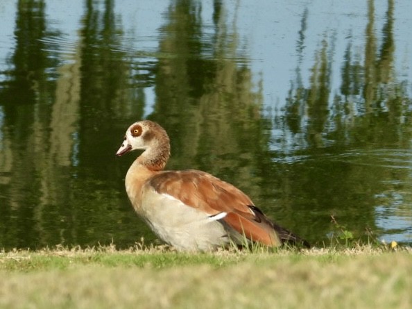 Egyptian Goose - ML620030331