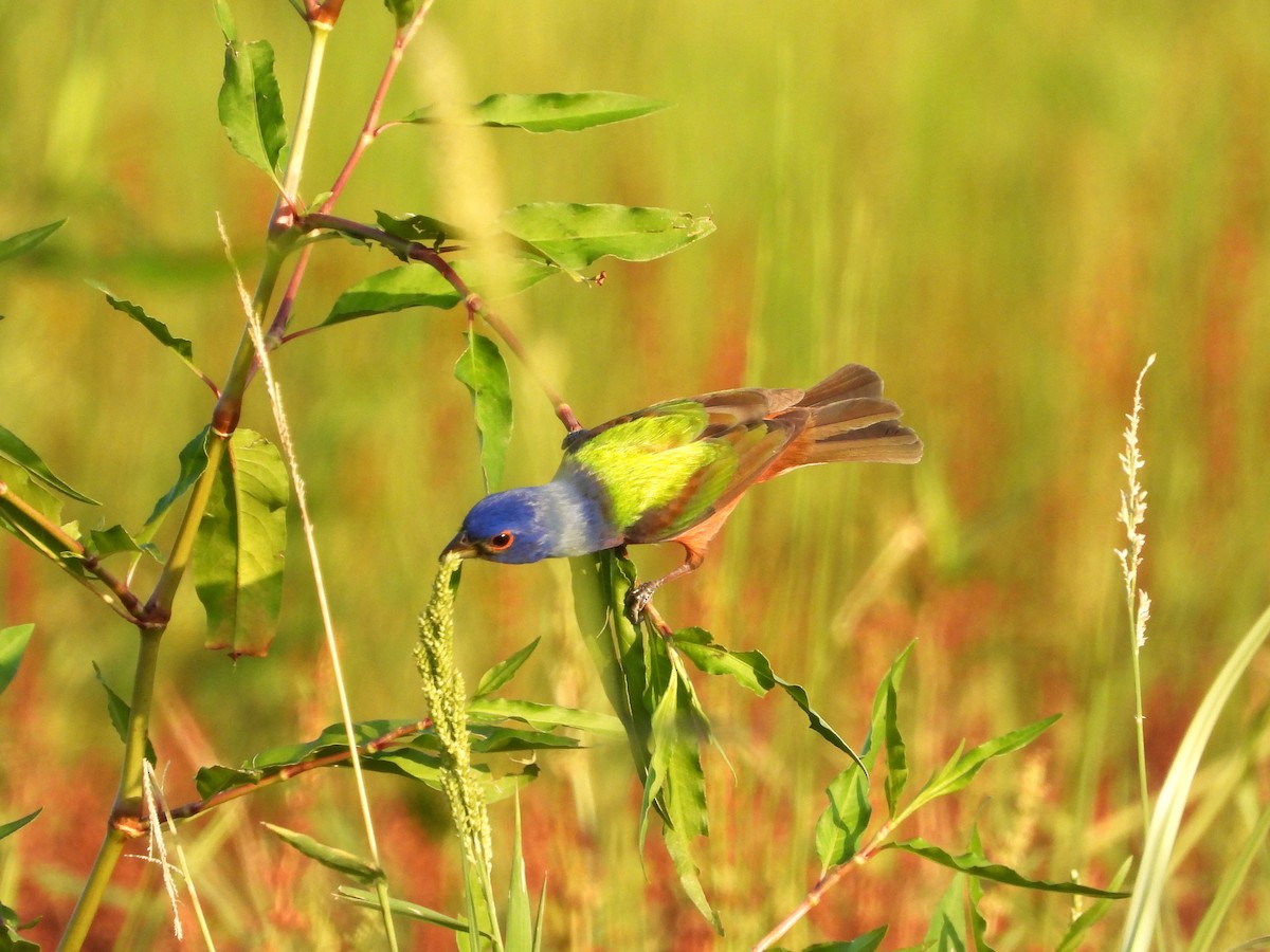 Painted Bunting - ML620030341