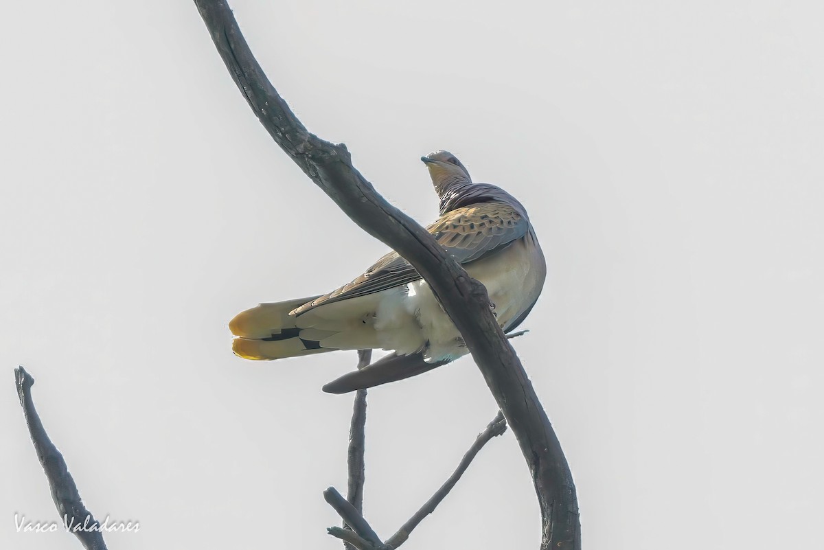 European Turtle-Dove - ML620030344