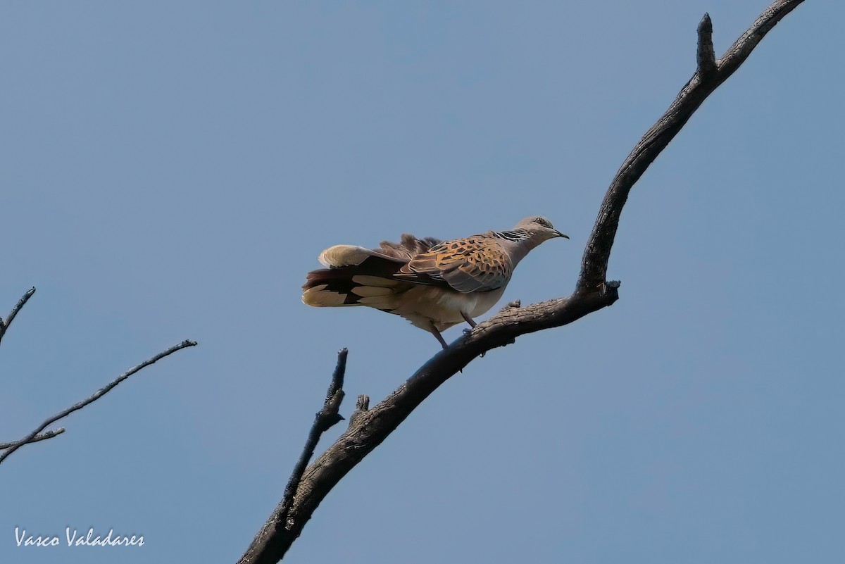 European Turtle-Dove - ML620030345