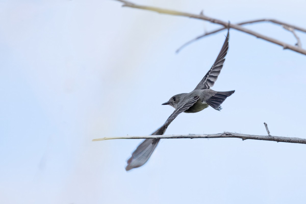 Willow Flycatcher - ML620030346