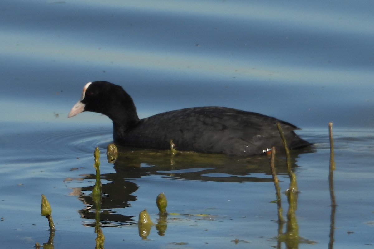 Eurasian Coot - Eric R