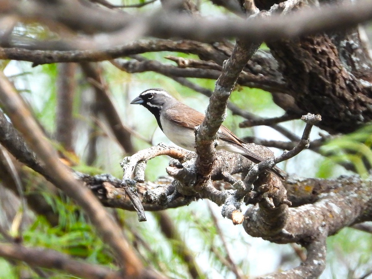 Black-throated Sparrow - ML620030379