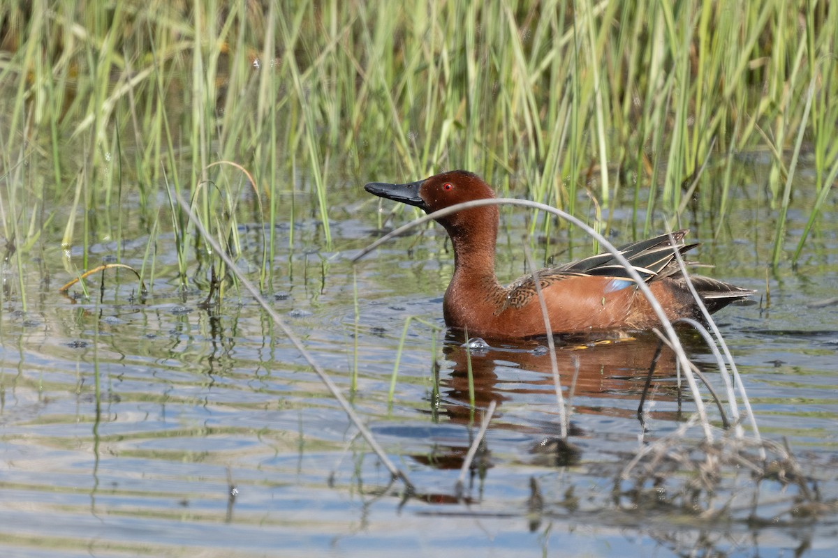 Cinnamon Teal - Thomas Bancroft