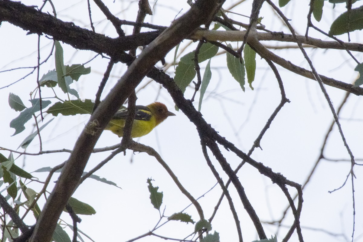 Western Tanager - ML620030388