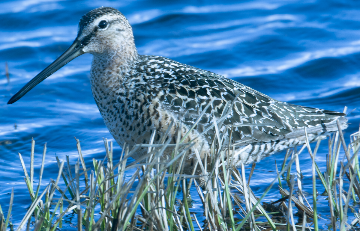 Long-billed Dowitcher - ML620030389