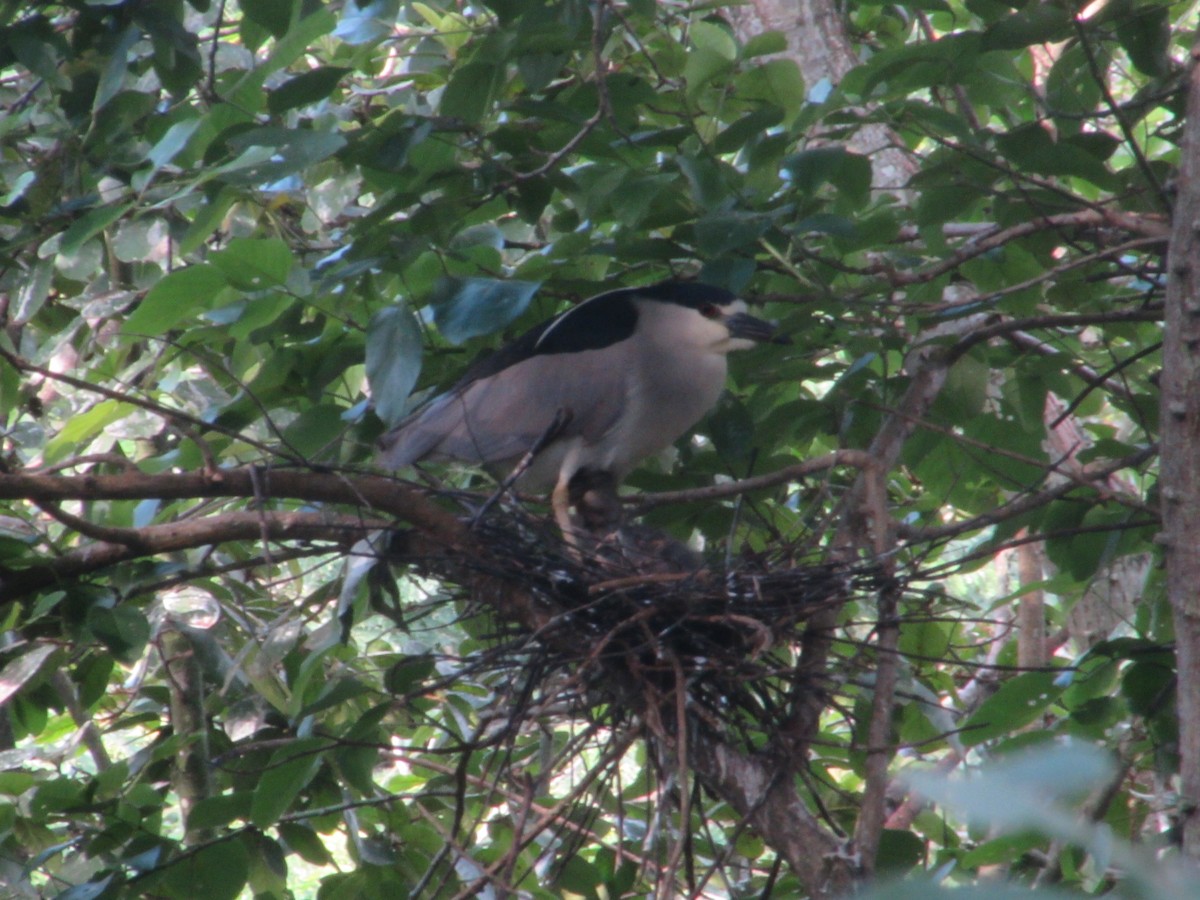 Black-crowned Night Heron - ML620030409