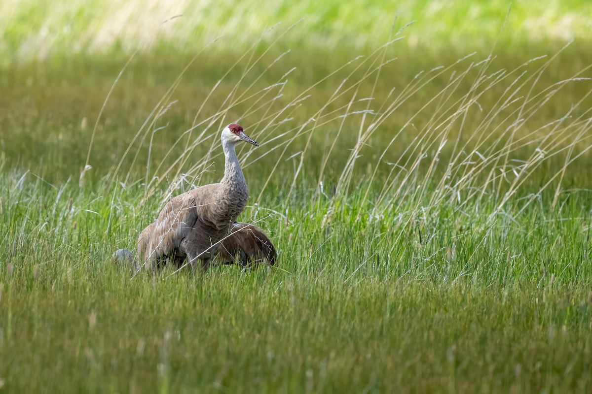 Sandhill Crane - ML620030421