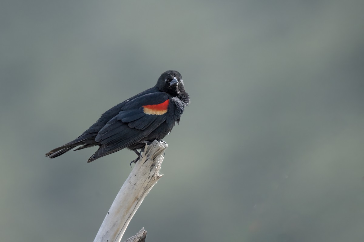 Red-winged Blackbird - ML620030423