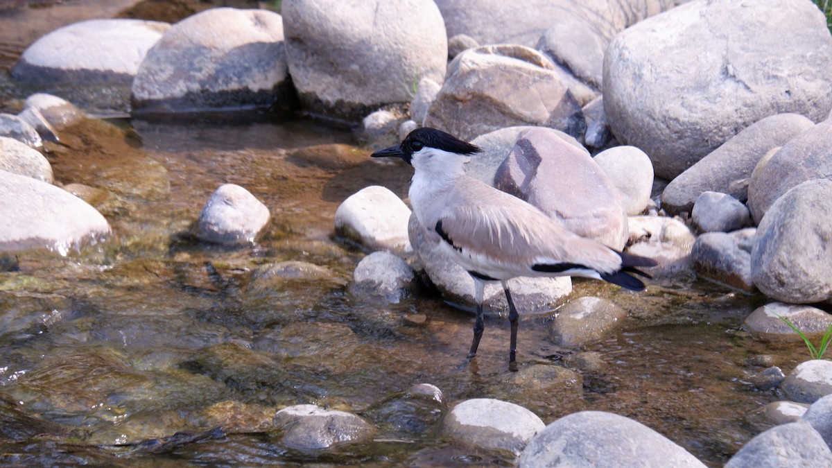 Чайка річкова - ML620030441