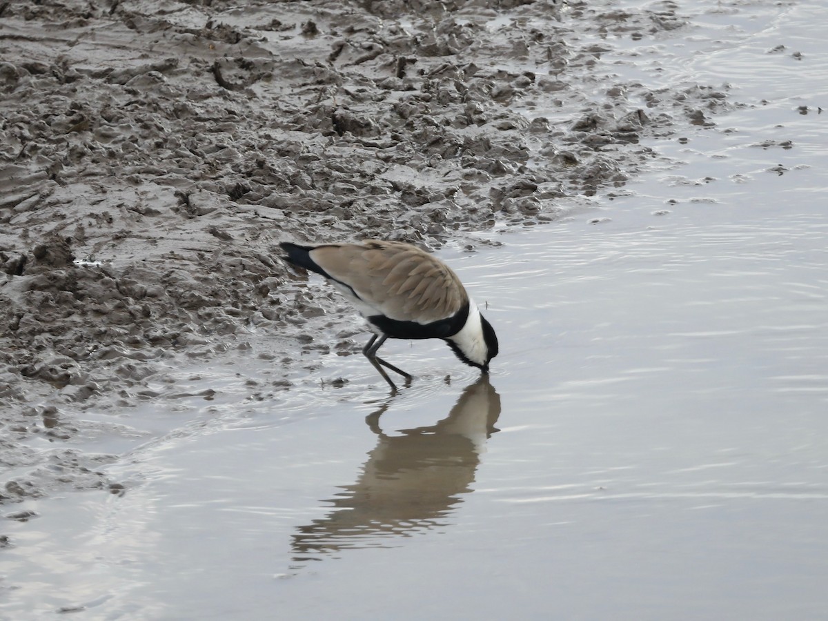 Spur-winged Lapwing - ML620030444