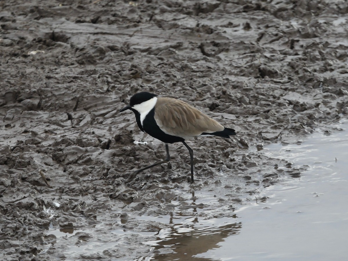 Spur-winged Lapwing - ML620030445