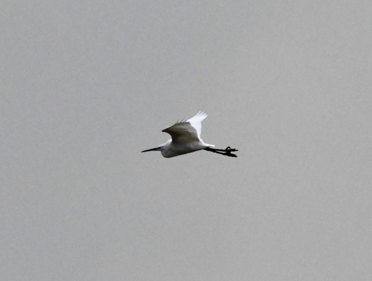 Little Egret (Western) - ML620030452