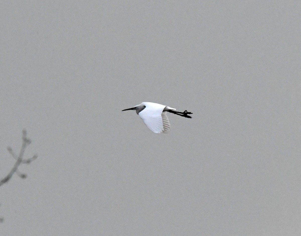 Little Egret (Western) - ML620030453