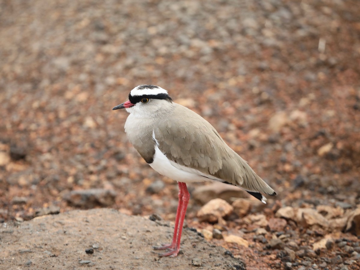 Crowned Lapwing - ML620030467
